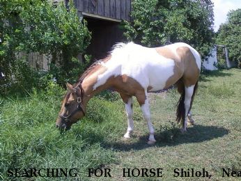 SEARCHING FOR HORSE Shiloh, Near Beaumont , TX, 00000